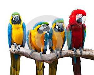 Four parrots (the red and green Macaw and the Blue and Golden Parakeet) stand on the trunk in a straight line.