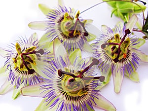 Four passion flowers