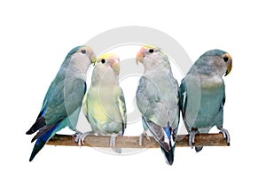 Four Peach-faced Lovebirds isolated on white