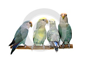 Four Peach-faced Lovebirds isolated on white