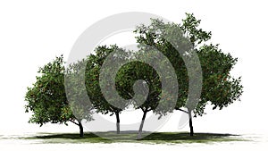 Four peach trees with fruits - separated on white background