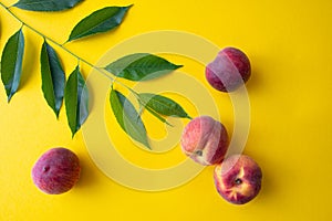 Four peaches and a green branch on a yellow background