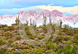 Four Peaks