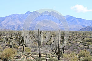 Arizona: Four Peaks and Cacti Landscape photo