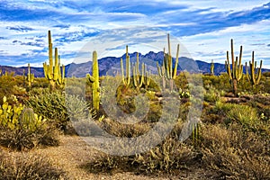 Four Peaks