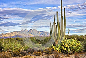 Four Peaks photo