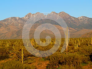 Four Peaks with Saguaros