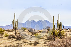 The Four Peaks and Saguaros