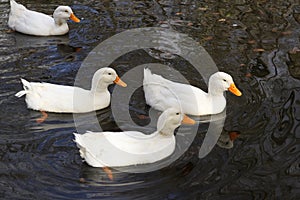 Four peking ducks