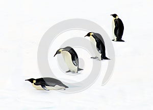 Quattro pinguini 