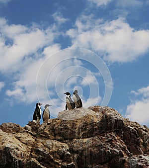 Four penguins