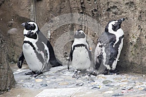 Four Penguins