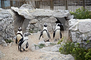 Four penguins come out of their burrow in a zoo