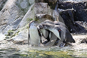 Four penguins having a meeting