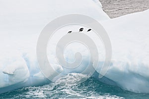 Four penguins resting on an iceberg in Antarctica