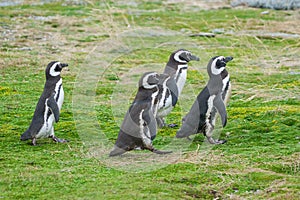 Four penguins walking