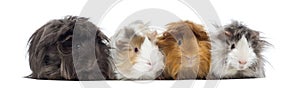 Four Peruvian Guinea Pigs in a row, isolated