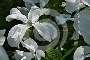 Four petal white flowers of Flowering Dogwood tree, latin name Cornus Florida