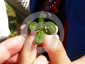 four-petalled clover Trifolium for good luck, with the holes that the caterpillars have eaten, in the hands of children
