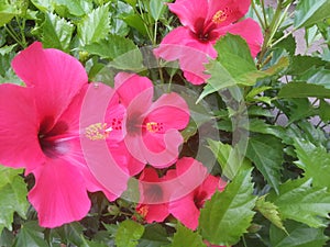 the four petals of pink hibiscus flowers that bloom in a row are very beautiful