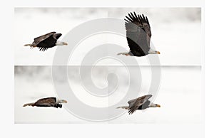 Four Phase of flight of an Eagle