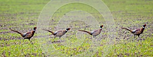 Four pheasants in a row running across a field