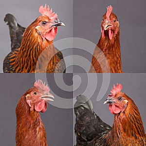 Four pictures of beautiful chickens