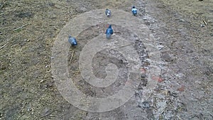 Four pigeons run across the frozen muddy ground in search of food in late autumn on a gray gloomy day. Video 10 seconds