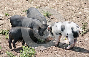 Four piglets