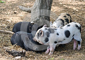 Four piglets resting under tree
