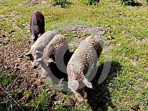 four pigs of the Mangal breed graze on the grass, pigs of black ktlor with large fattened swamp