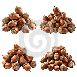 Four Piles of Brown Acorns