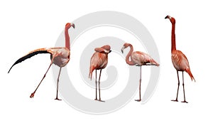 Four pink flamingo birds