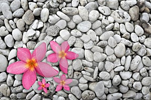 Four pink flowers