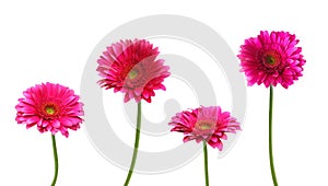 Four pink Gerber flowers