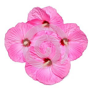 Four pink hibiscus flowers isolated on white background