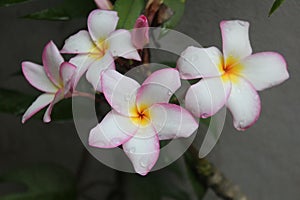 Four Pink Jepun Flowers