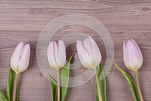 Four pink pastel spring love tulips parallel in row closeup