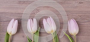 Four pink pastel spring love tulips parallel in row panorama