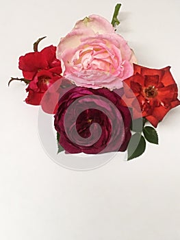 Four Pink, Red, White, and Scarlet Hybrid Roses in a Bunch