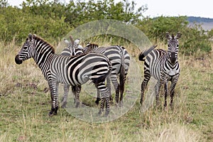 Four Plains Zebra in the Masai Mara, Kenya, Africa