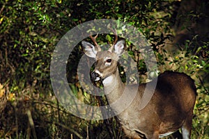 Four Point Buck