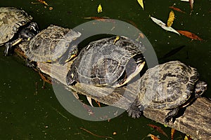Four Pond slider turtle (Trachemys Scripta) sunbathing on trunk above lake in ZOO