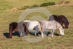 Four ponies in a field in rural Sussex, on a sunny winter\'s day