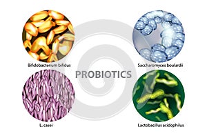 Four popular types of bacteria probiotics