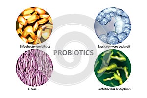 Four popular types of bacteria probiotics photo