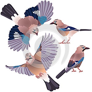 Four poses of natural looking birds Eurasian jay