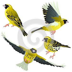 Four poses of natural looking birds European serin photo
