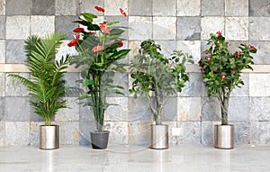 Four potted plants photo