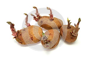 Four progrown tubers of a potato photo